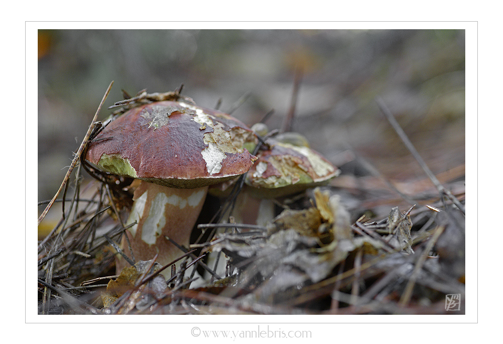 invasion de limaces et champignons 377501ceplimace1