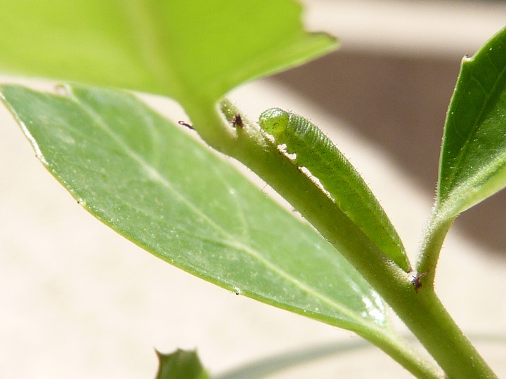 Élevage de citron Gonepteryx Cleopatra 377742Chenillecitron8jours