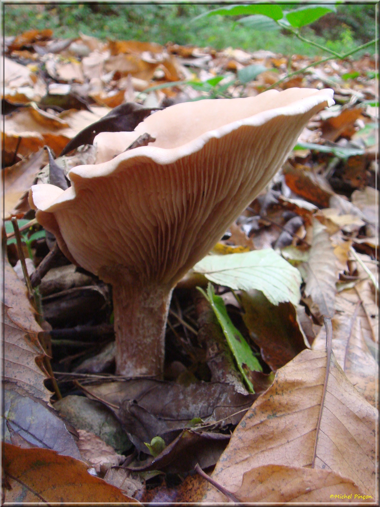 [fil ouvert] les champignons - Page 8 378119DSC014092