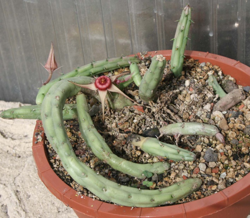 Huernia procumbens 380085huerniaprocumbenspote