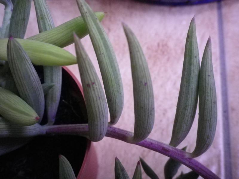 [Senecio radicans] identifi 380249SenecioIMGP2076