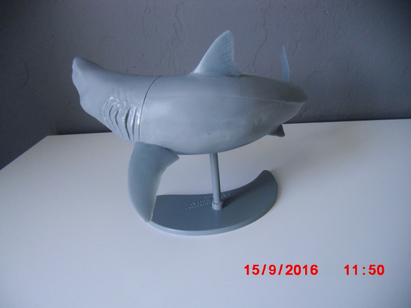 Carcharodon Carcharias  380512CIMG8334