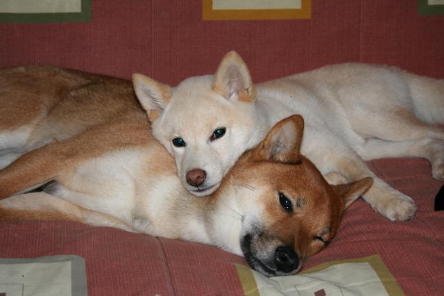 Cooper et Dagan, mes shiba! 380593IMG_7623