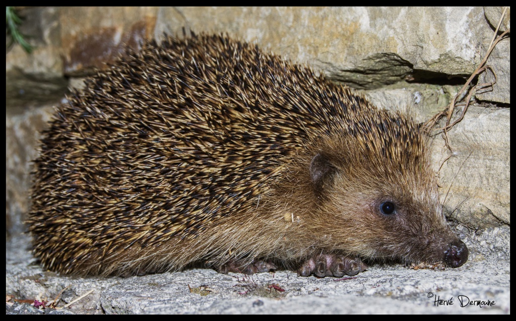 Un visiteur de la nuit 380825DSC02748