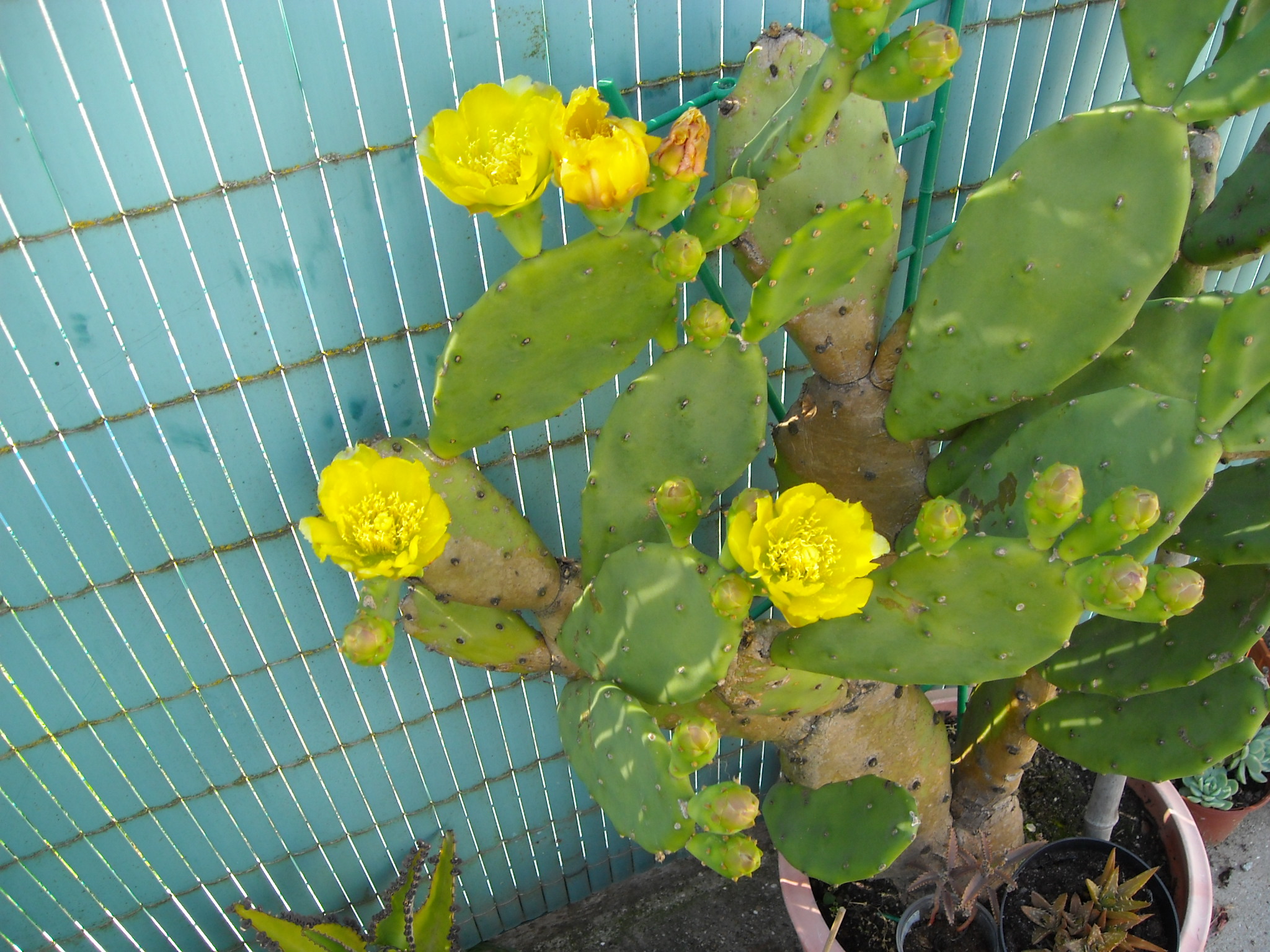 cactus figuier 381549cactusfiguier004