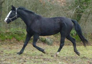 [PLACEE RENAUD] OCEANE La déesse noire qui se prend pour un irish cob 382181OCEANE8