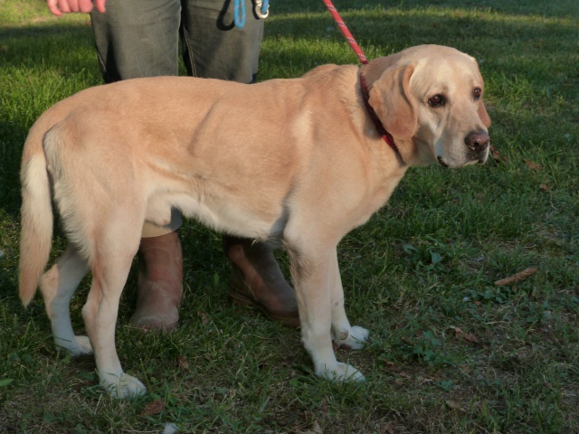 VICTOR - labrador 12 ans - Spa de Poitiers (86) 382552564f2