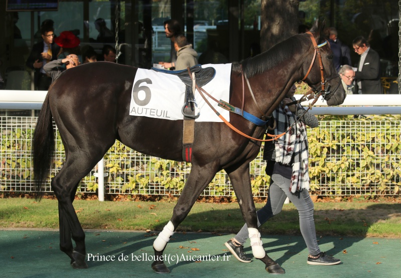 Photos Auteuil 9-10-2016 3837725J6A7961