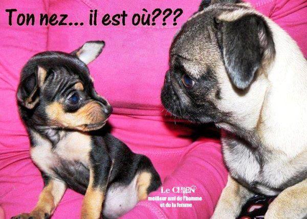 TENDRESSE !!! - Page 2 386722tonnez