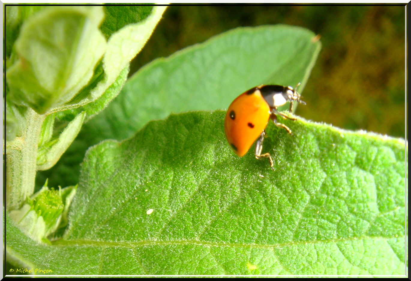 Insectes et Proxi. [Fil Ouvert] - Page 8 387815DSC013004