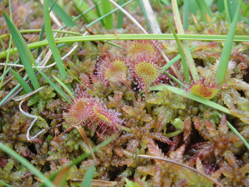 Quelques D. rotundifolia in situ en Norvège 388979DSC09643