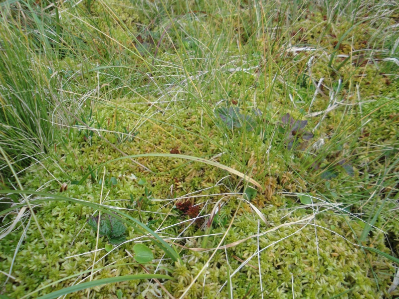 Quelques D. rotundifolia in situ en Norvège 391931DSC09731