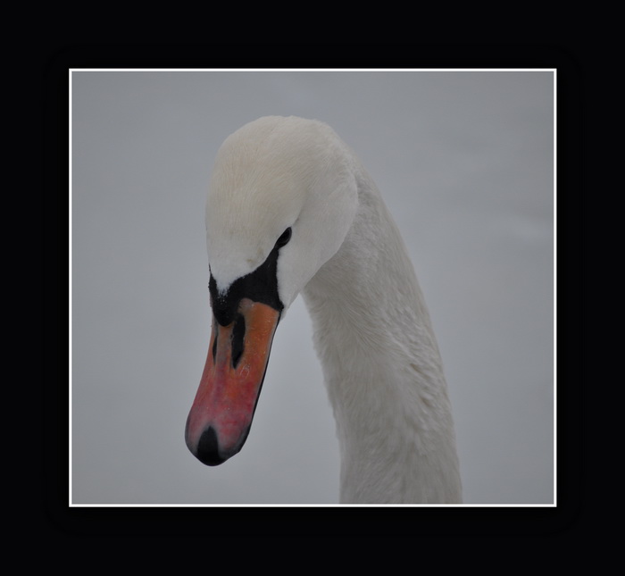  Oiseaux (photos et textes) 392389DSC0335A