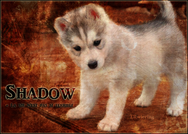 ♪ Loups / Chiens 393844shadow