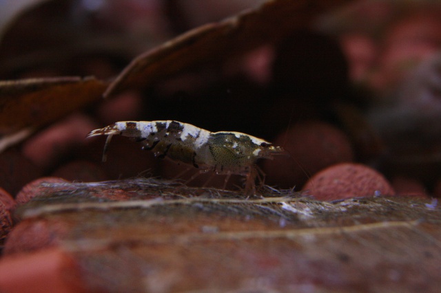 Ma shrimp étagère - Page 20 394091MG9374