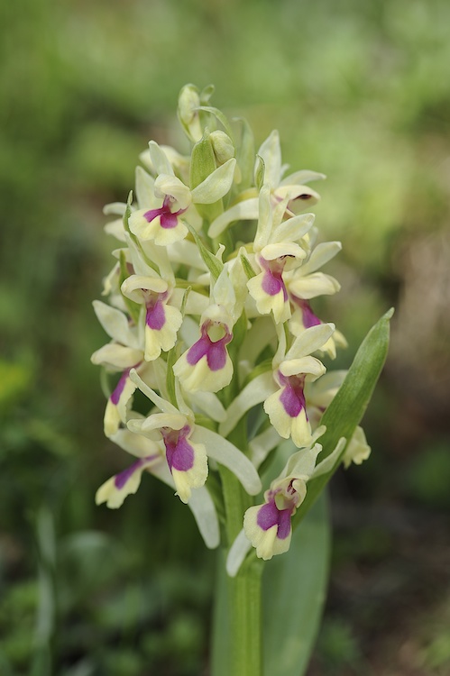 Dactylorhiza sambucina (Orchis sureau) 394356Sam15