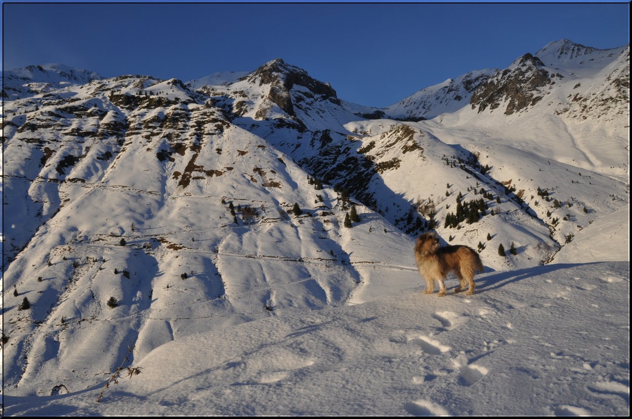 Une vie pyrénéenne de labrit des pyrénées - Page 2 394618bar0134jpg