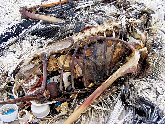 Sacs plastiques et toute sorte d'objet fait en plastique = danger pour les animaux (explication + photos + vidéo) 394748deadbird