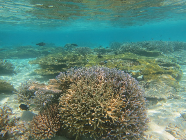 Quelques photos de mes dernières vacances (Maldives) 398167IMG2946