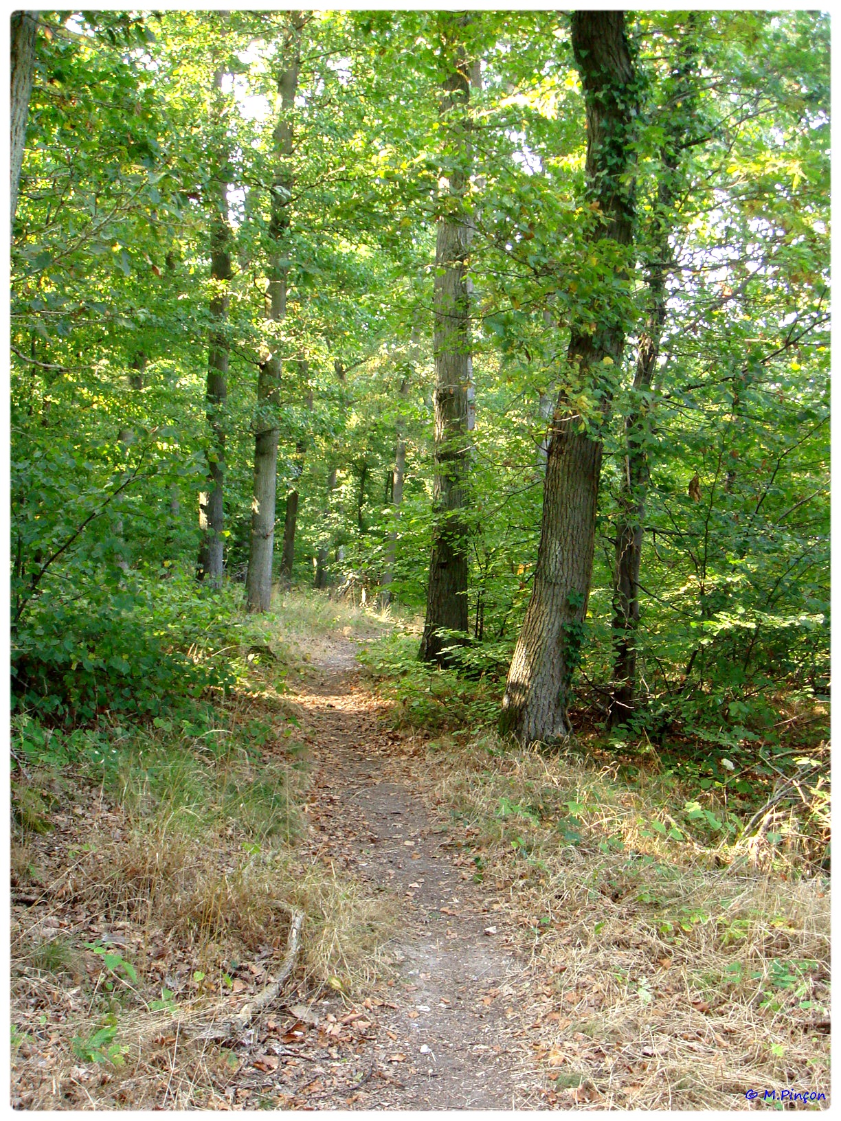 [fil ouvert] la forêt dans tous ses états - Page 7 398524DSC011138