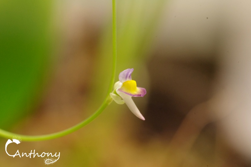 Utricularia Welwitschii 399032IMGP4888