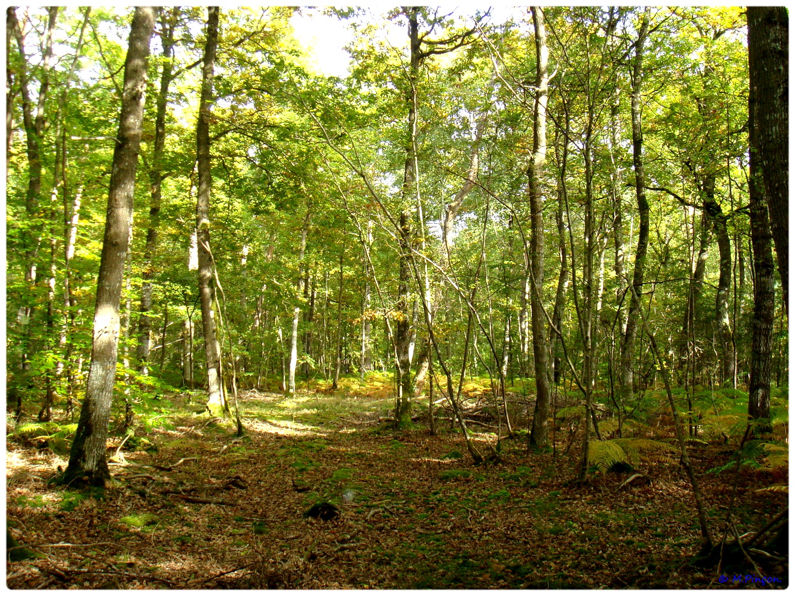 [fil ouvert] la forêt dans tous ses états - Page 7 400604DSC011228