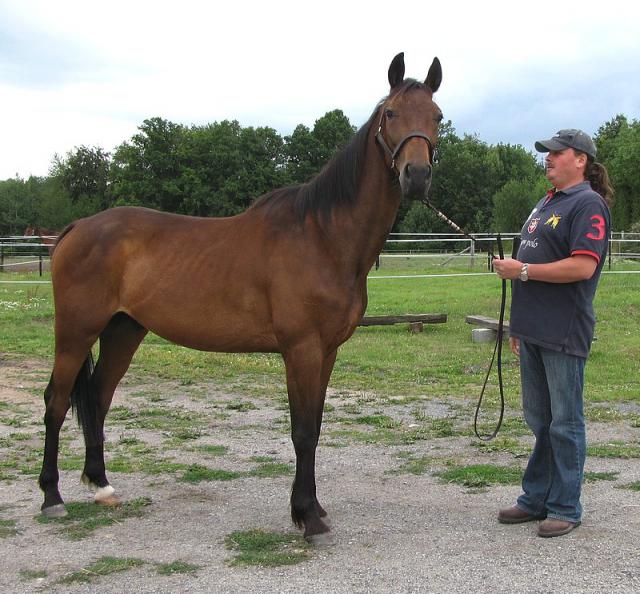 [PLACE FRANCESCA] SIRE  Le cheval  nature et bio  401550sire1