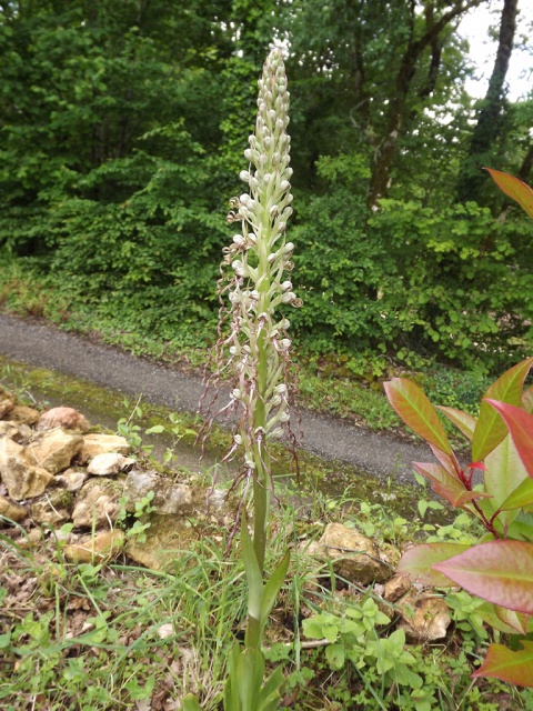 Himantoglossum hircinum - orchis bouc 402272himantoglossum1