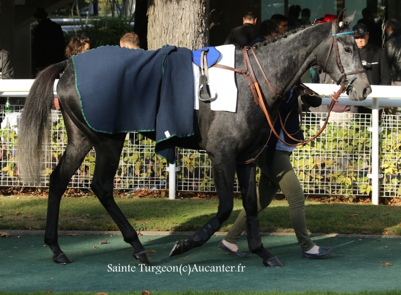 Photos Auteuil 9-10-2016 4026085J6A7982