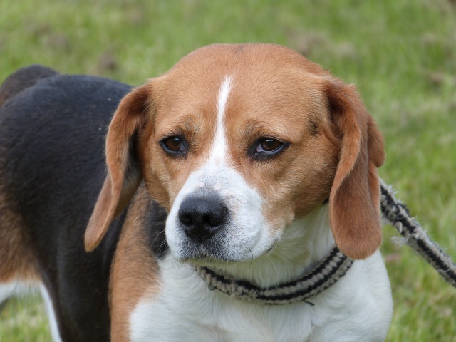 PAPRIKA - beagle 7 ans - Spa de Poitiers (86) 40279296rPaprika3