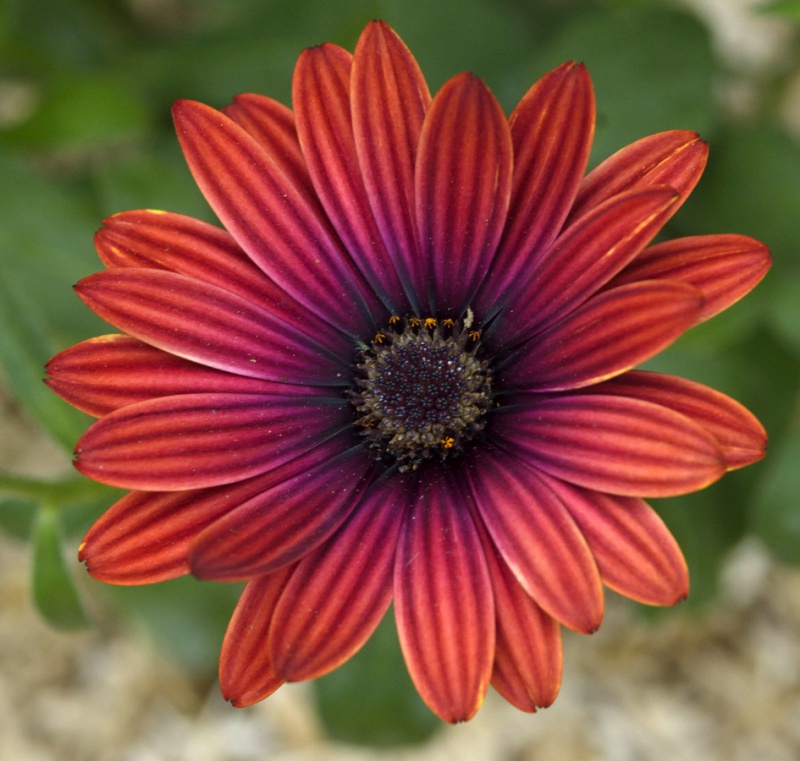 Osteospermum fruticosum - marguerite du Cap 405641DSC5267