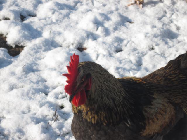 les poules de la ferme dans la neige 406065IMG3963jpg