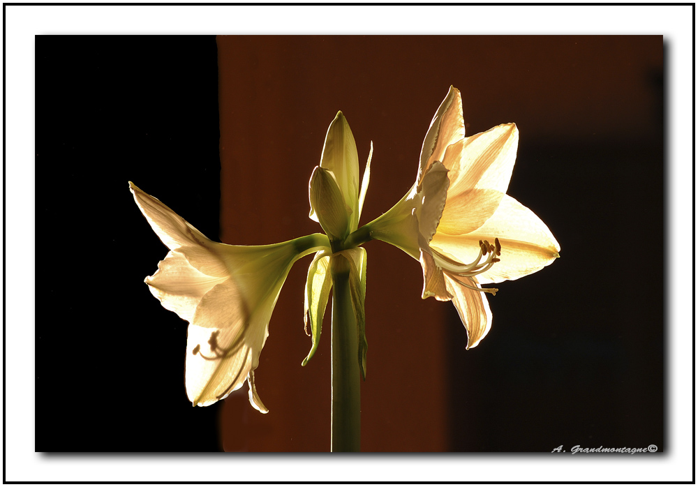 contre jour 406653DSC2342