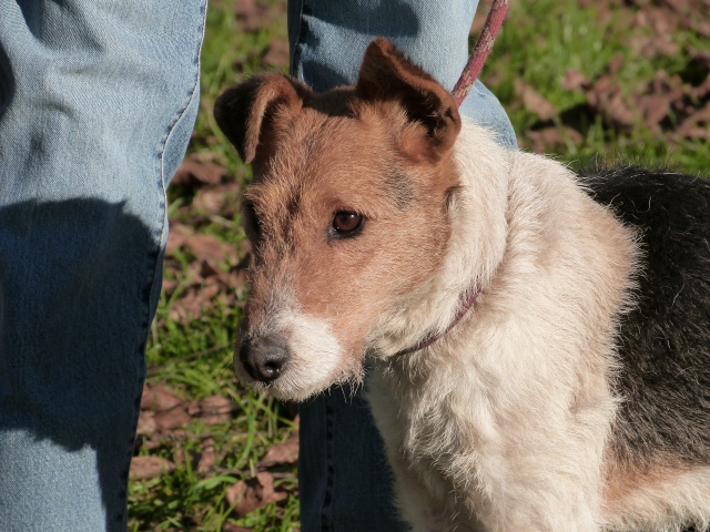 TOUFOU - fox terrier 3 ans - Spa de Poitiers (86) 406926807fToufou6