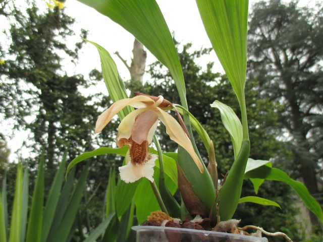 Coelogyne speciosa 408326IMG0015