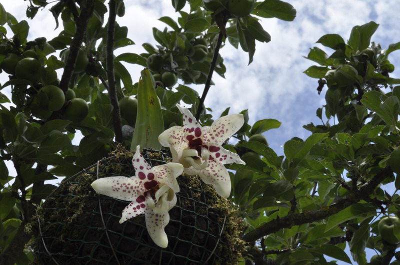 Stanhopea martiana 410597Stanhopeahernandezii10