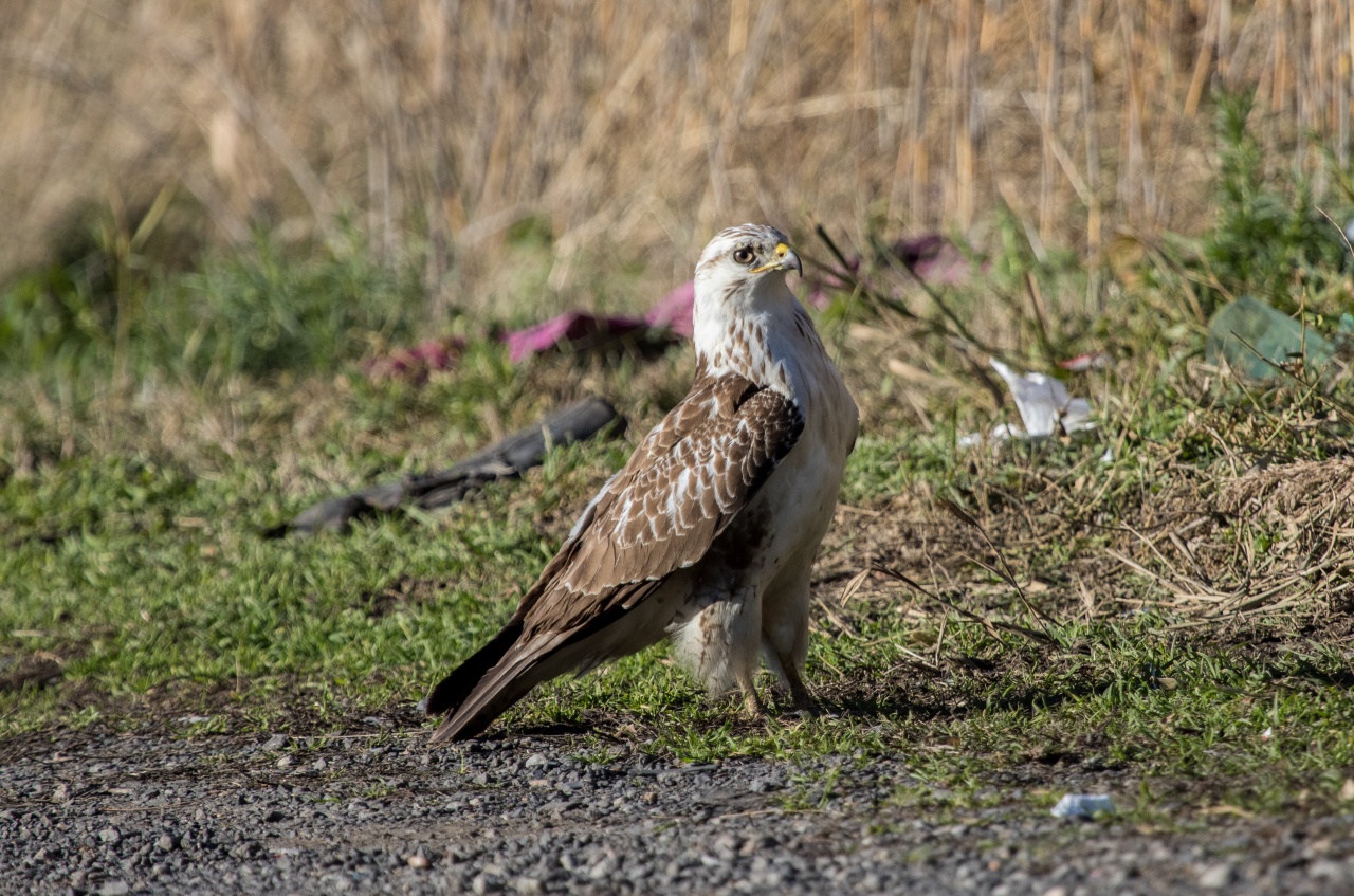 Buse Variable  - Page 2 4110745A3A9446