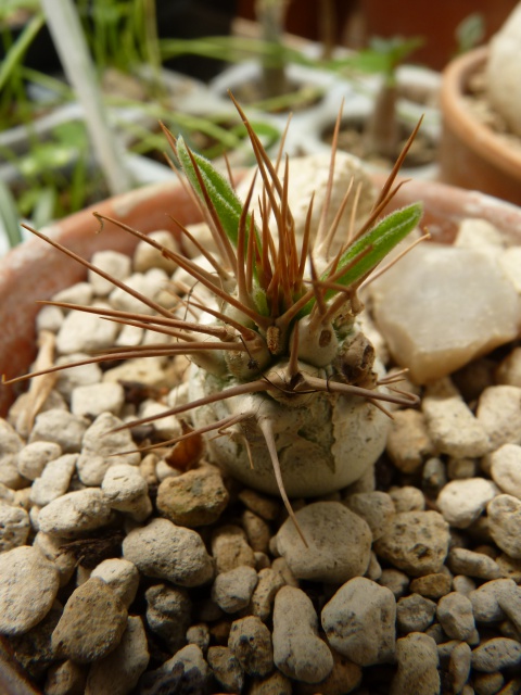 Pachypodium namaquanum - Page 3 411529P1070336