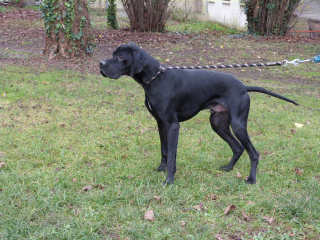 TRISTAN - x pointer 3 ans - Spa de Poitiers (86) 412440747fTristan