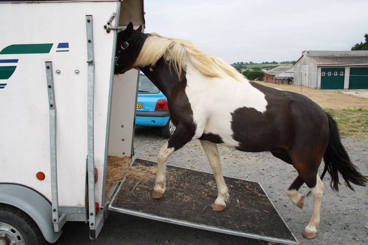 LOONY -  ONC poney né en 2001 - Adopté en juin 2011 par Carole 412846Looetsanouvellefamille4