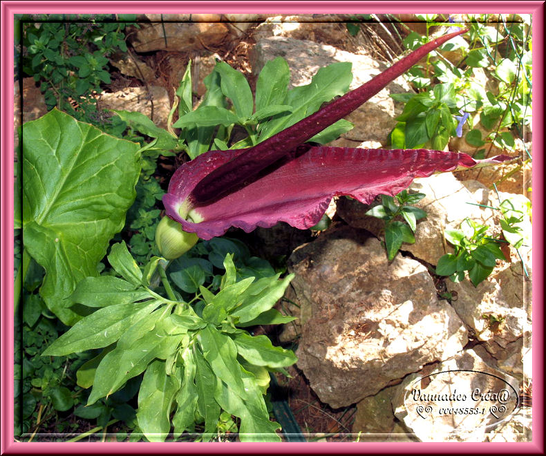 Les Fleurs de mon jardin suite 1 414012811