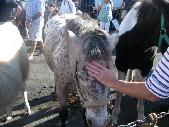 foire aux poulains  415718DSCF8691