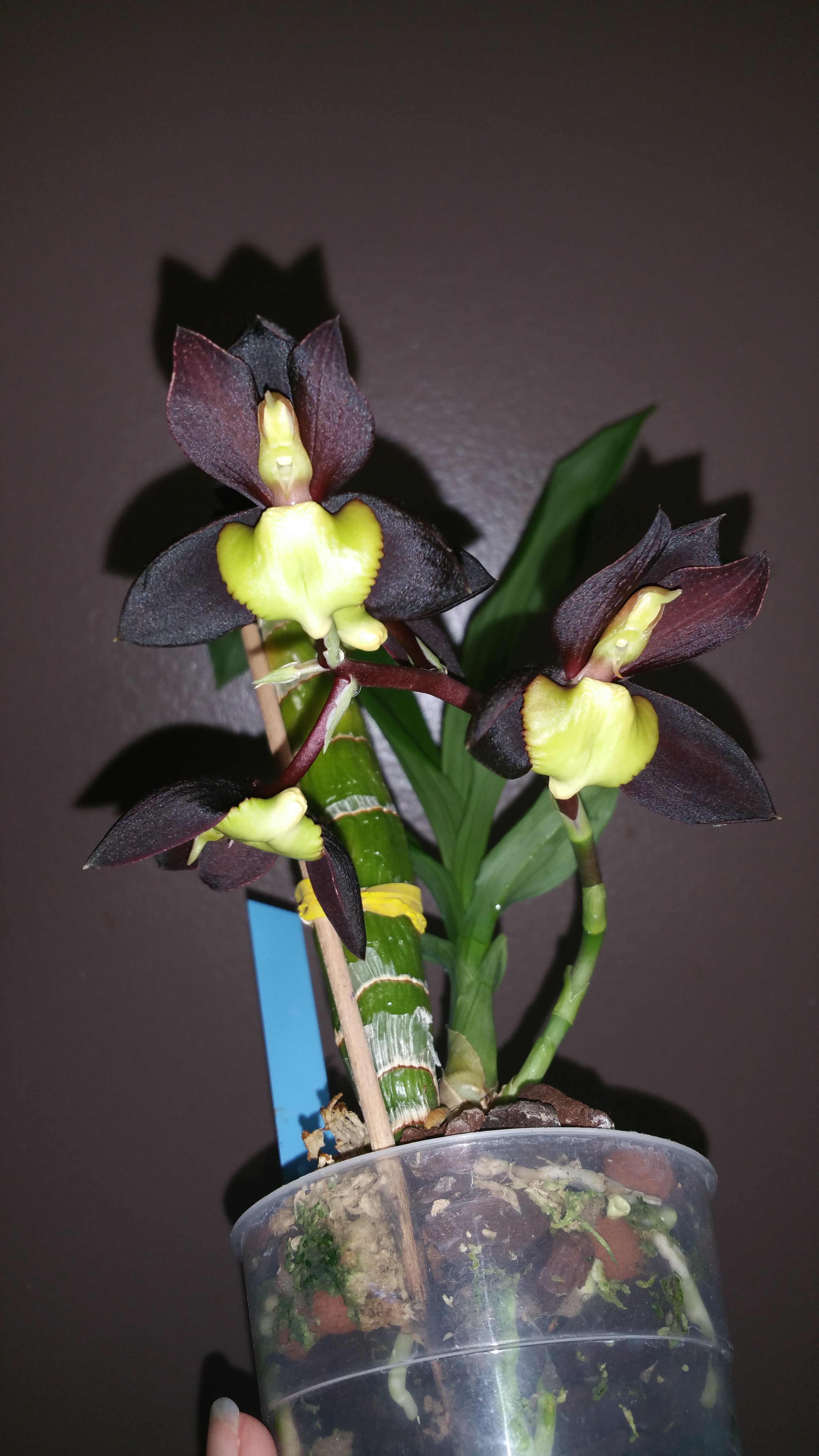 Catasetum tenebrosum  41701420170812141423