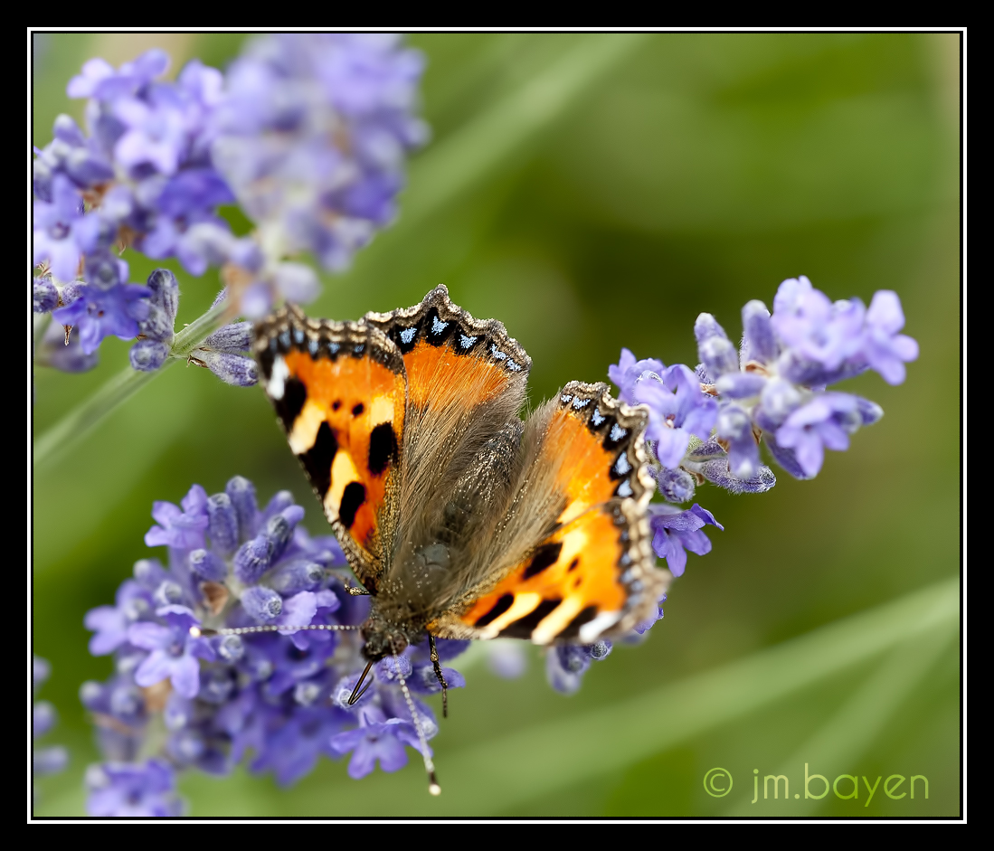 Aglais urticae (Petite Tortue ) 417279JMB6849