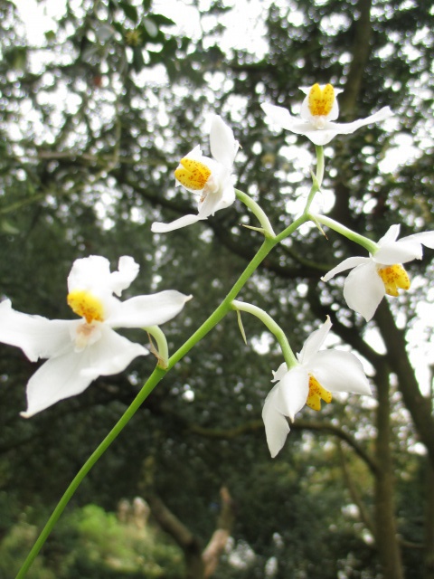 INSCRIPTIONS - Catégorie Acquise en fleurs - Mars 2017 417663IMG0010