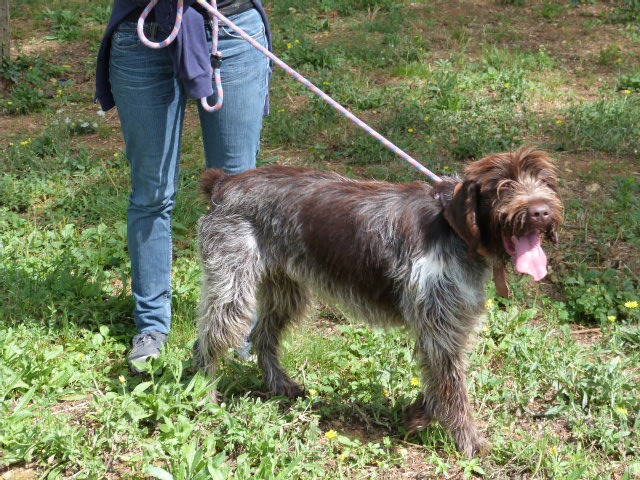 GIPSY Griffon korthal 3 ans - Spa de Poitiers (86) 418050155rGipsy