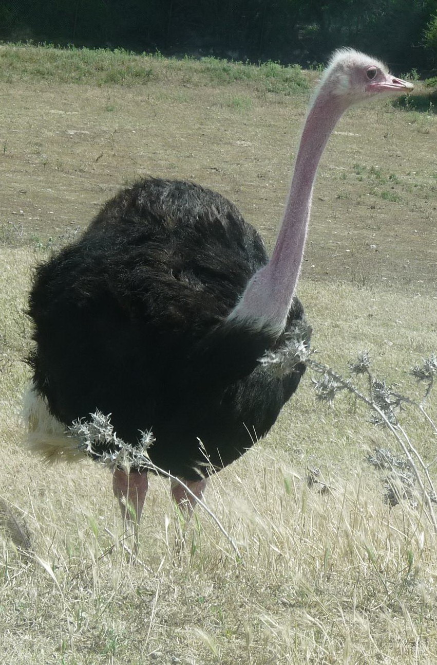 NARBONNE EN PASSANT PAR LA RESERVE AFRICAINE DE SIGEAN C" EST  DROLEMENT FUN 421255P1180241