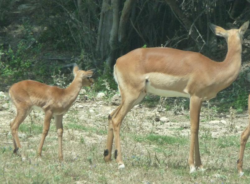 NARBONNE EN PASSANT PAR LA RESERVE AFRICAINE DE SIGEAN C" EST  DROLEMENT FUN 421809P1180235