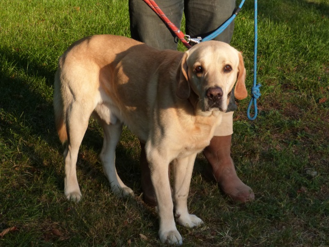 VICTOR - labrador 12 ans - Spa de Poitiers (86) 422525564f