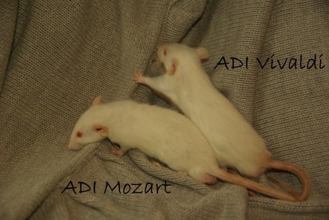 ADI Fidji et RDS Edelweiss xXx ADI Yoru (suite) 423177VivaldiMozart5